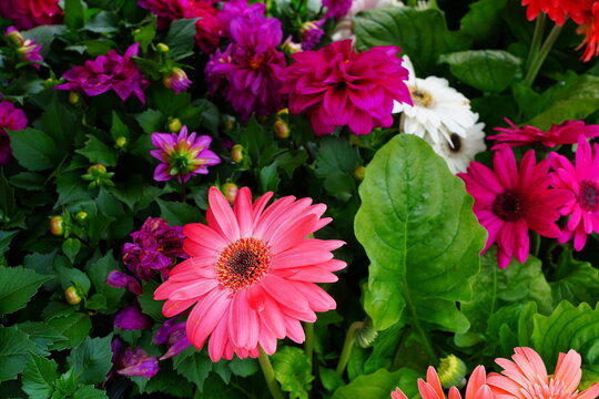 Gerbera daisy flower growing the garden