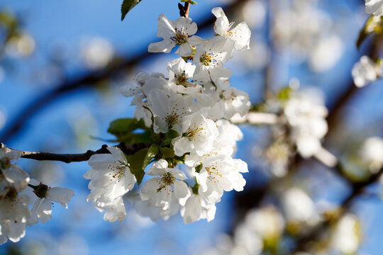 White cherry blossoms (Prunus avium) against a blue sky