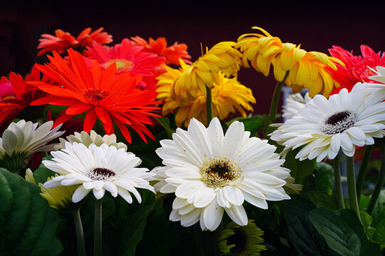 Gerbera daisy flower growing the garden