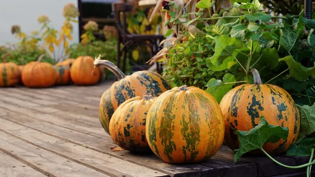 Autumn pumpkin harvest for sustainable seasonal decor