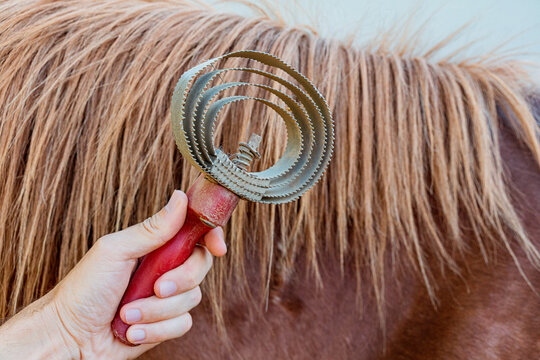 Hand using metal curry comb on chestnut horse back at stable. Equestrian concept.