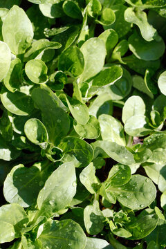 Top view of green Valeriana locusta leaves with dew drops