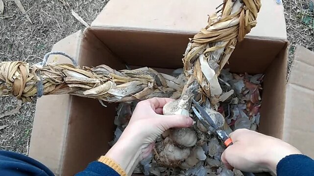 Cutting a garlic bulb from a braided garlic string