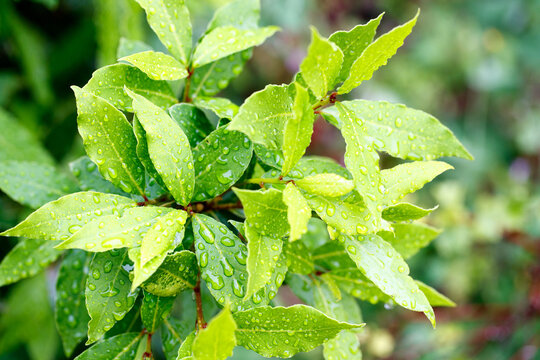 Close-up of green Laurus nobilis leaves with water drops
