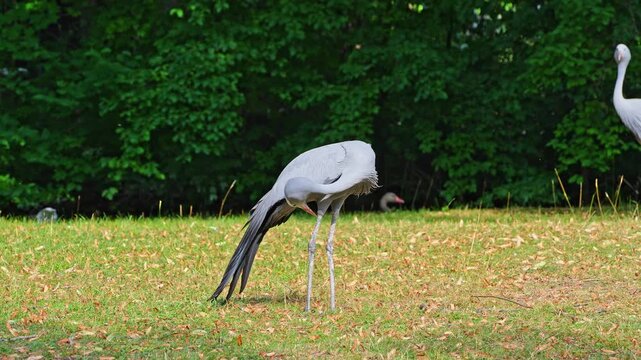 The Blue Crane, Grus paradisea, is an endangered bird specie endemic to Southern Africa. It is the national bird of South Africa