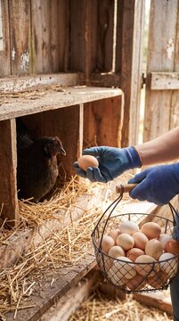 Farmer holding wire basket full of fresh organic chicken eggs collected from hen house nest in a sustainable rural farm