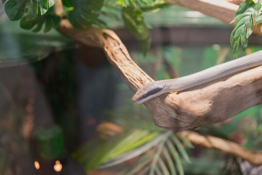 A close-up of a slender snake resting on a branch surrounded by green foliage. The snake has a smooth, light gray body and a pointed head.