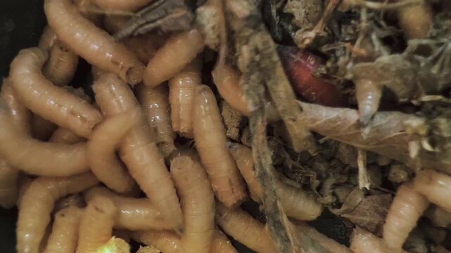 Live fishing bait larvae squirming in compost and dry leaves. Concept of live bait for angling, soil composting organisms, insect larvae development, and freshwater fishing gear. 4K.