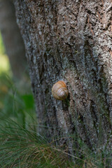 A close-up of a brown garden snail on a tree trunk. The snail has a coiled shell and is surrounded by green grass and textured bark. © Татьяна Зернова