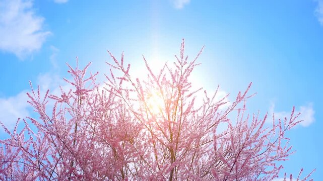 Pink flowering tree branches sway gently beneath bright sunlight, filling lower frame with delicate blossoms against vivid blue sky and soft white clouds in clear spring weather