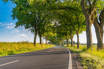 Naklejka premium Scenic country way and spring nature. Rural road through alley. Rural way to village in countryside. Road in countryside. Country road with trees. Country road to village