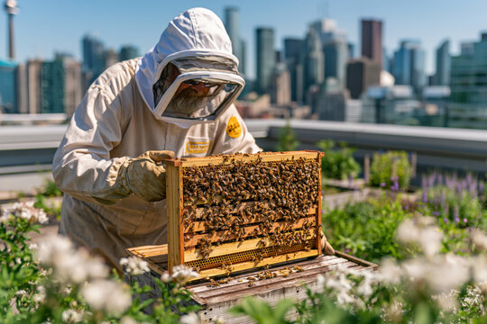 Urban beehive on rooftop beekeeper in protective suit tending
