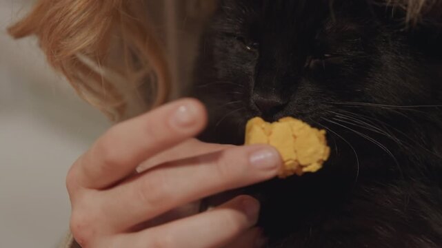 Close up of black cat eating yellow food from fingers. scene shows interaction between human hand and pet with soft lighting highlighting details like fur texture and treat color. Background