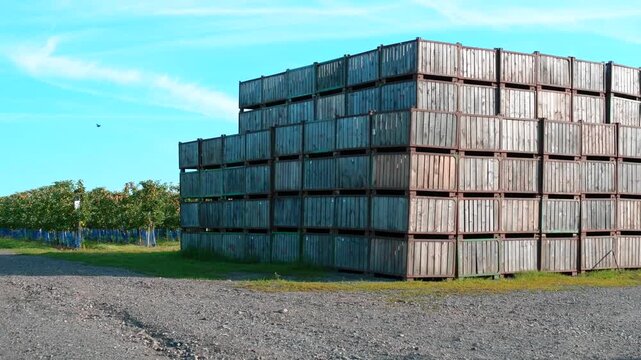 Stacked wooden crates in an apple orchard against a blue sky. Large pile of empty harvest boxes outdoors on a fruit farm. Agricultural storage and harvesting concept.