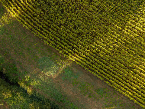 Aerial view of a lush green corn field with neatly aligned crop rows in the agricultural landscape of Zemst, Flanders, Belgium.