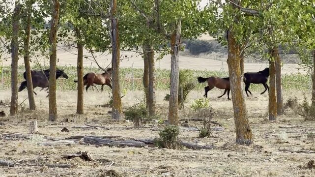 Wild horses run freely through A sunlit woodland grove