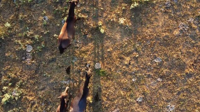 Drone view of free wild horses in sunlit terrain