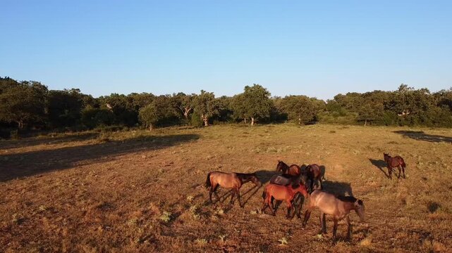 Wild horse herd in open meadow from aerial drone view