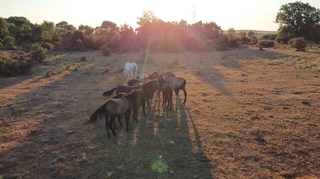 Drone view of free wild horses at sunset in countryside