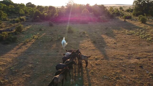 Drone view of free wild horses in sunlit landscape