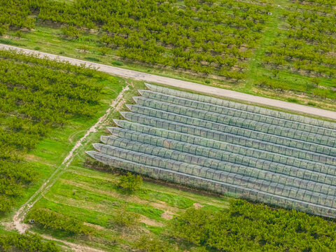 Aerial view of commercial fruit orchards covered with protective anti-hail netting, showing geometric tree rows and farm roads in Loriol-sur-Drome, Auvergne-Rhone-Alpes, France.