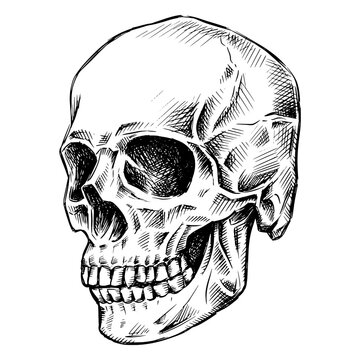 Side view skull hand-drawn