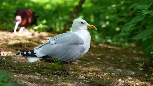 The European Herring Gull, Larus argentatus is a large gull, One of the best known of all gulls along the shores of western Europe. Here resting on the ground.