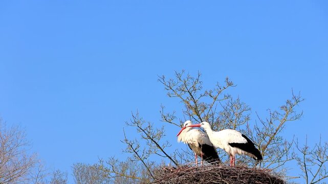 Pair of White Storks in their nest high in a tree against a clear blue sky. Symbol of new life and spring.