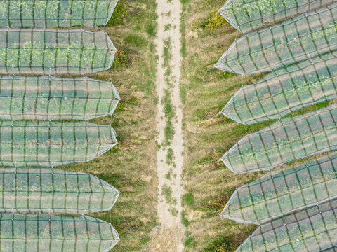 Aerial view of a commercial fruit orchard featuring geometric rows of trees protected by anti-hail netting, separated by a central farm road in Loriol-sur-Drome, Auvergne-Rhone-Alpes, France.