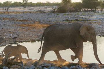 African Elephant Family Standing at a Waterhole © Angie