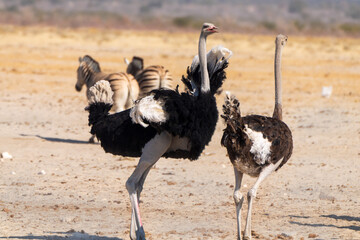 Ostriches Walking Across Dry African Savanna © Angie