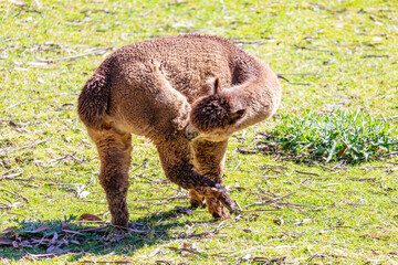 Naklejka premium Photograph of a furry Alpaca cleaning themselves while standing in a grassy agricultural field in a remote location in the Blue Mountains in New South Wales, Australia