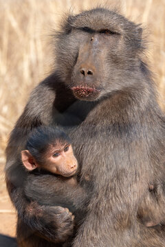 Mother Baboon Carrying Her Baby in African Savanna