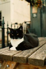 Black and white cat resting on wooden picnic table in Chiswick © Sandor Szmutko