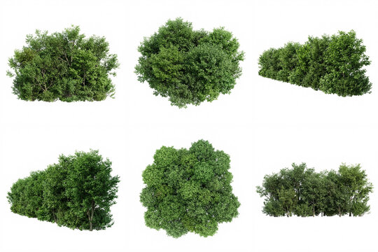 Green bush and hedge cutouts set isolated on white background with top and side views of lush foliage for garden landscaping, exterior architectural visualization and design
