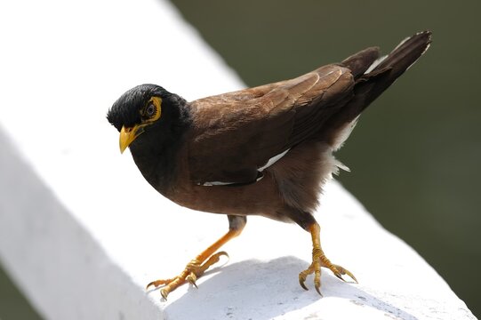 Common Myna perched in Phuket, Thailand, displaying distinctive brown plumage, black head, yellow eye patch, bright yellow beak and yellow legs.