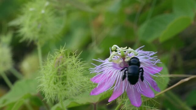 Southern carpenter bee (Xylocopa micans) female approaching flower of the scarletfruit passionflower (Passiflora foetida) and feeding from it and pollintating, slow motion. Galveston, Texas, USA.