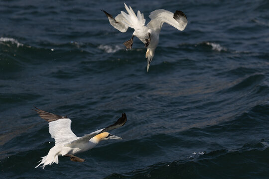 Morus bassanus - Northern Gannets Plunge Diving and Flying Over Sea