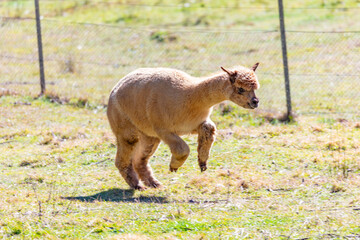 Naklejka premium Photograph of a furry Alpaca running and jumping in a grassy agricultural field in a remote location in the Blue Mountains in New South Wales, Australia