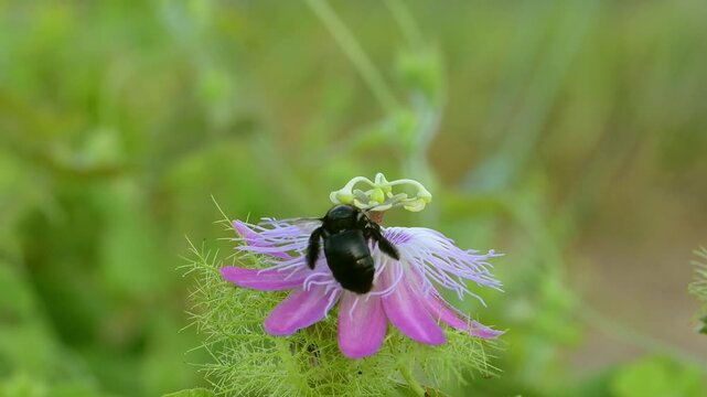 Southern carpenter bee (Xylocopa micans) female approaching flower of the scarletfruit passionflower (Passiflora foetida) and feeding from it and pollintating, slow motion. Galveston, Texas, USA.
