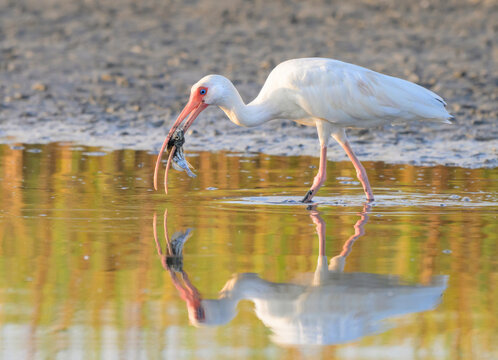American white ibis (Eudocimus albus) eating a little fish caught in tidal lagoon, Galveston, Texas, USA