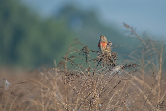linnet perched on the grass