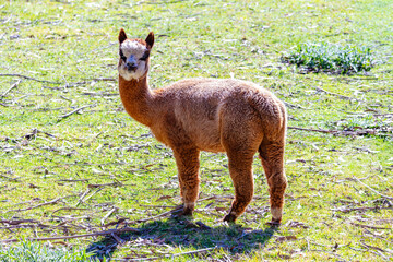 Naklejka premium Photograph of a furry Alpaca standing and relaxing in a grassy agricultural field on a sunny day in a remote location in the Blue Mountains in New South Wales, Australia