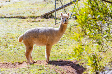 Naklejka premium Photograph of a furry Alpaca standing and relaxing in a grassy agricultural field on a sunny day in a remote location in the Blue Mountains in New South Wales, Australia