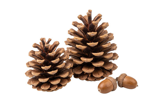 Two pine cones and two acorns