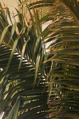 Close-up of palm leaves in the morning light. © Miriana