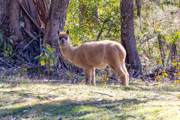 Naklejka premium Photograph of a furry Alpaca standing and relaxing in a grassy agricultural field on a sunny day in a remote location in the Blue Mountains in New South Wales, Australia