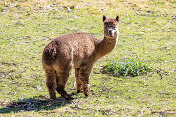 Naklejka premium Photograph of a furry Alpaca standing and relaxing in a grassy agricultural field on a sunny day in a remote location in the Blue Mountains in New South Wales, Australia