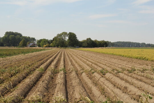 a potato field with withered foliage and mature tubers in the dutch countryside in september ready for harvest