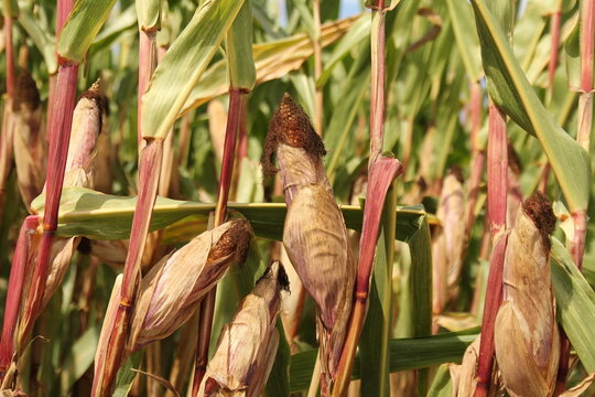 corn plants with corn cobs closeup in a field in the countryside in summer